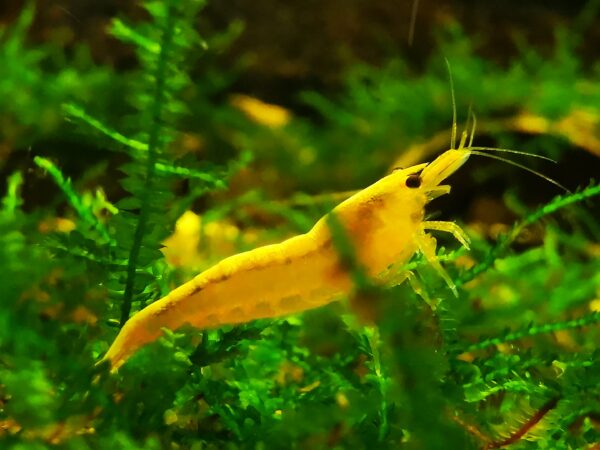 YELLOW - 1.5-2.0 CM - Image 3